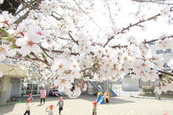 認定こども園 三好町保育園