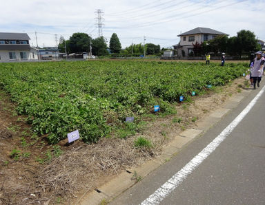 かなやま幼稚園(埼玉県坂戸市)先輩からの一言