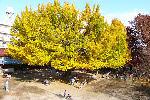 狭山ヶ丘幼稚園(東京都東大和市)