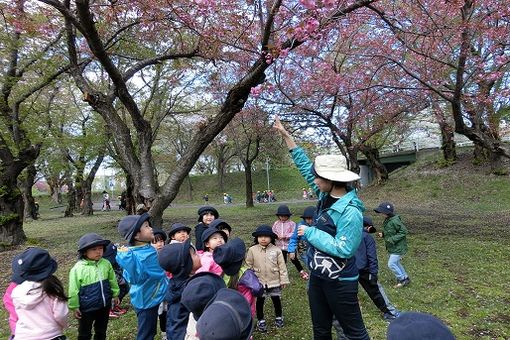 西野桜幼稚園(北海道札幌市西区)