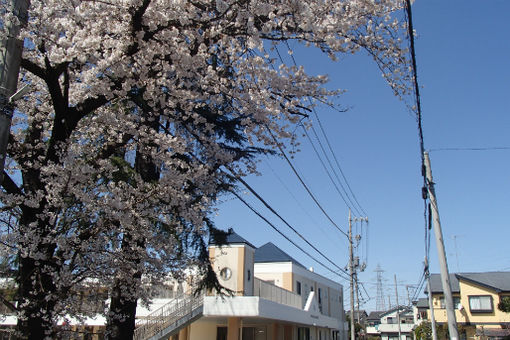 認定こども園しらぎく幼稚園(東京都東村山市)