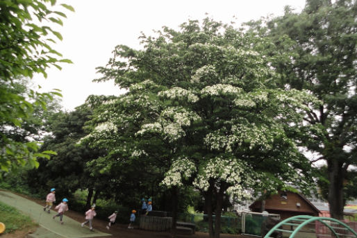 認定こども園 久喜みなみこども園