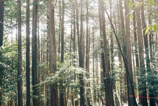 認定こども園 かみいしづこどもの森(岐阜県大垣市)
