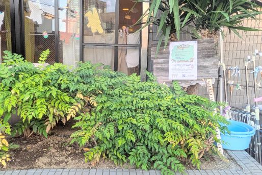 ひよこの家保育園(東京都)