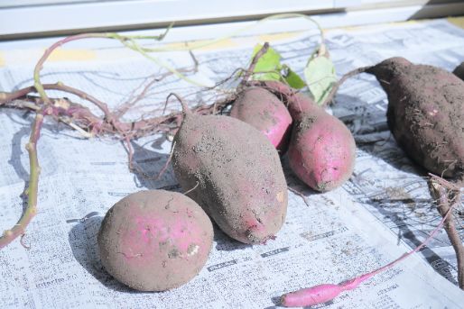 八王子ふたば保育園(東京都八王子市)