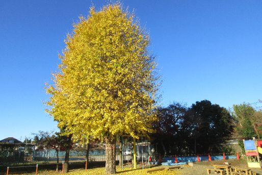 認定こども園 ほまれ幼稚園(千葉県千葉市緑区)