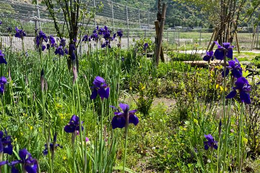 認定こども園 菅内幼稚園(山口県山口市)