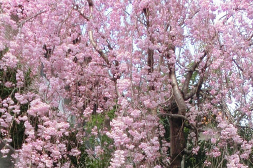 田端さくら幼稚園(東京都北区)