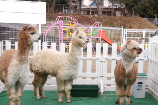 認定こども園 向丘幼稚園(広島県福山市)