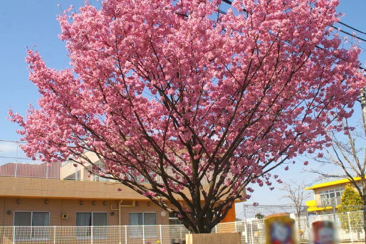 きよせ保育園(東京都清瀬市)