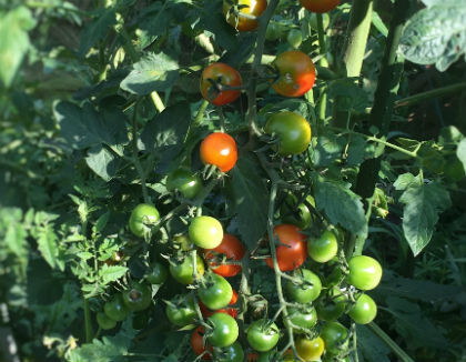 I Le 埼玉 ファム(埼玉県北葛飾郡杉戸町)