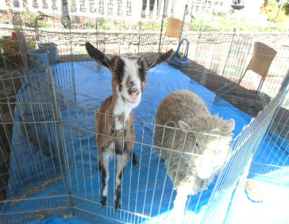 ほうせんかキッズクラブ桃山台(大阪府豊中市)