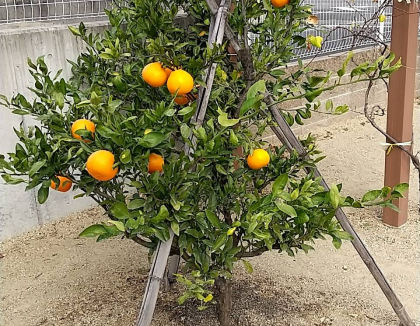 東郷あやめ保育園(愛知県愛知郡東郷町)