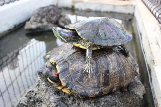 戸塚しらぎく保育園(埼玉県川口市)