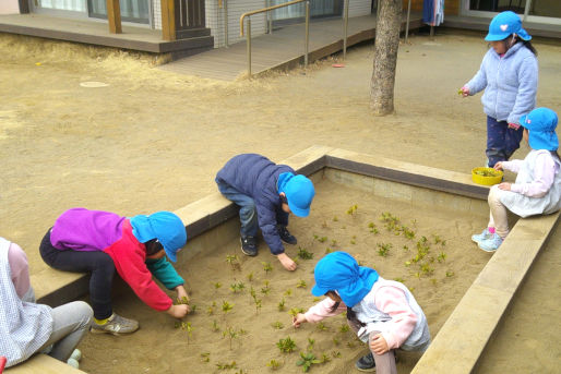 梨の花保育園(千葉県松戸市)