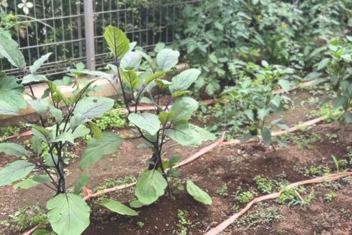 せたがやこころ保育園(東京都世田谷区)