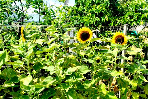 せたがやこころ保育園(東京都世田谷区)