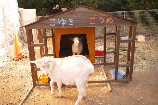 母子生活支援施設 FAHこすもす(千葉県木更津市)